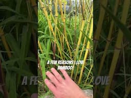 Hardy Bamboo- One of Our MOST sustainable resources! #hardybamboo #privacyplants #bamboo