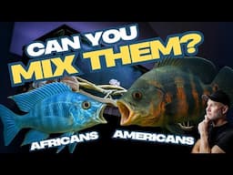 Is It a SIN KEEPING African Cichlids With American Cichlids?