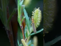 How to Fly Fish a Stonefly Hatch for Beginners