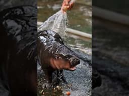 How Moo Deng the Pygmy Hippo Stands Out from the Giants 🦛✨