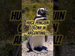 Visiting a HUGE Penguin Colony at PUNTA TOMBO, ARGENTINA! #argentina #argentinatravel