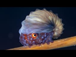 The Only Octopus With a Shell