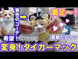 2025ｰ03−23 保護猫たちの「ほっこり猫ライブ」ハッチ＆マック＋黒猫めめ＋がんサバイバーママ Cat live Stream in Japan -Cat Life TV