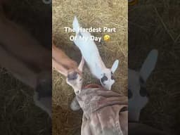 The Hardest Part Of My Day 🤣 #facebook #goat #babygoat #babyanimals #funnycute #sillyness  #shorts