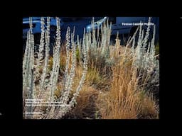 California natives sprout at Potrero Hill Eco-patch