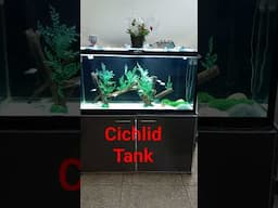 My 90 gal cichlid tank with 40 gal sump filter. all related videos can be seen from my channel.