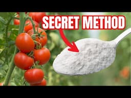 SECRET BAKING SODA METHOD || Best Organic Fungicide And Pesticide Spray