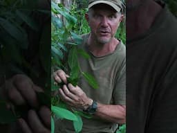 Natures Harvest: Sandpaper Fig (Ficus coronata) - Bushcraft Survival Australia