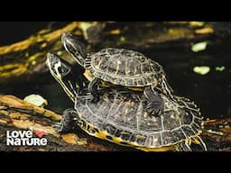 Ontario Turtles in Deep Trouble | Great Lakes Wild 105