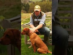 Dog In Season Tips: Every Dog Reacts Differently