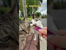 Cat buddies being bud buds