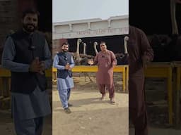 Biggest Ostrich Eggs Farm in Pakistan #shortsviral #shortvideo #farming #business #shorts