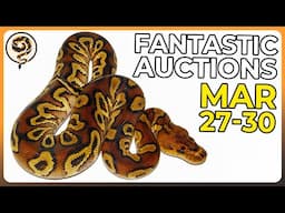 Fantastic Ball Python Auctions that Don't Crash our Internet this time... we hope - MARCH 27-30
