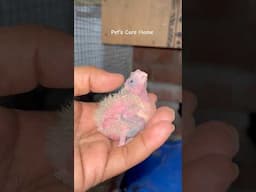 Cockatiel chicks care every day | #shorts #lovebirds #viralvideo #cockatiel #parrot #breedingpair