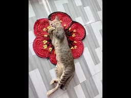 Một buổi trưa yên bình nhà em #kiengiang #mientay