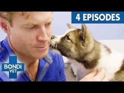 3-Hour Marathon of Bondi Vet's Best Full Episodes!