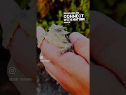 A CUTIE HORNED LIZARD🦎 #adventure #lizard #wildlife #animal
