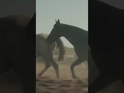 The age of the falcon is over, the time of the horse has come #LetsGoLiquid