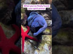 My Spirit animal