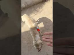 Safeer Ny Gaber Badmash Heavy Bully Dog Ko  Dea 😰#samadpetsvlog #hammadpethouse #viralshort