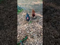 Chickens vs. Leaves: the Ultimate Cleanup Fail!