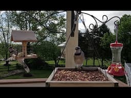Bird Watching In Maryland | CAT TV - Birds For Cats To Watch | Natural Bird Sounds