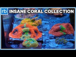 Elliot’s Acropora Stash, Rare Corals & Collector Secrets Revealed!