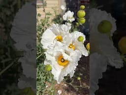 California is in its Matilija Poppy era 🍳 #plants #california #garden