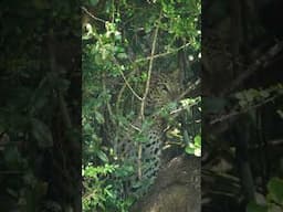 I’ve always dreamed of photographing and filming a big spotted cat. #leopard #bigcat