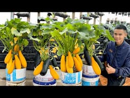 No Garden, No Money? This Is How I Grow Zucchini High Yield and Non-Stop Harvest!