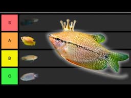Ranking The BEST Gourami Fish