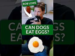 Are Eggs Safe for Dogs? Rob Lowe Tackles Dog Trivia Question!