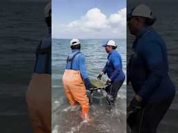 Turtle Rescue | 4ocean #BeKindToAnimalsWeek