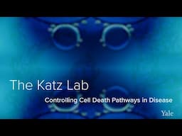 Cell Death Mechanisms, BCL-2 Proteins, & CAR-T Cells - The Katz Lab at Yale School of Medicine