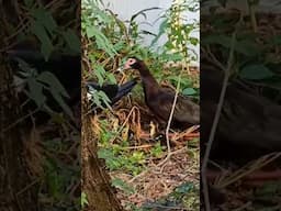 2 year old strategically herds duckies