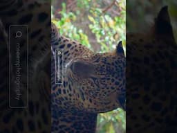 Leopard 🐆