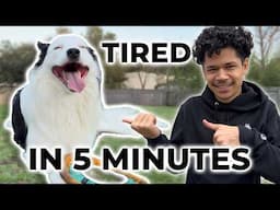 How I Exhaust My Dog Mentally & Physically in 5 Minutes