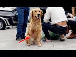 Dog with leg caught by a trap,bone exposed and numb from pain,still offers humans a gentle smile