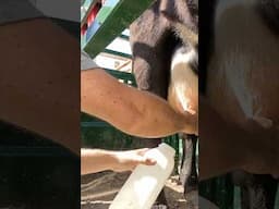 Some Cows Don’t Want to Be Milked!