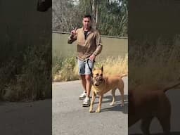 You don’t need treats or prongs to train leash walking. Turns and stops get you 50-80% better