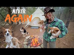 Camping with 5 Corgis. INSANE