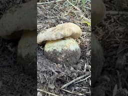 Big Booty Bolete: No Kings Except Spring Kings (Boletus rex-veris)