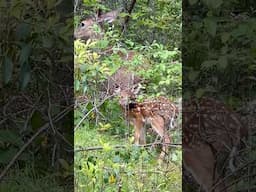 Baby deer fawn