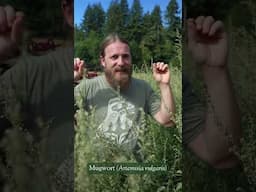 Why Sensitive Souls Need Mugwort 🌿✨