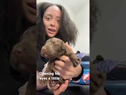 The 8 puppies are officially 2 weeks old #popularpoodlessc #puppies #newpuppies #shorts #puppy
