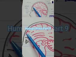 Human Brain Part 9