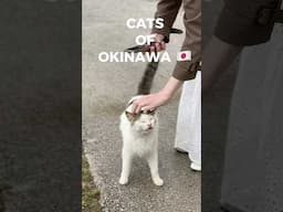 Met some  ery friendly locals in Okinawa Japan 🇯🇵