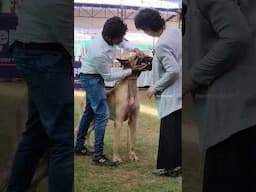 First Ever Dog Show in Trichy🔥 Entry FREE FREE FREE 😍🐕 #shorts #thetrichyfoodie #trichy #ytviral
