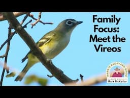 Meet the Amazing Vireos Living Near You!