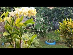 Meu jardim,minha terapia diária, cuidar de plantas faz bem